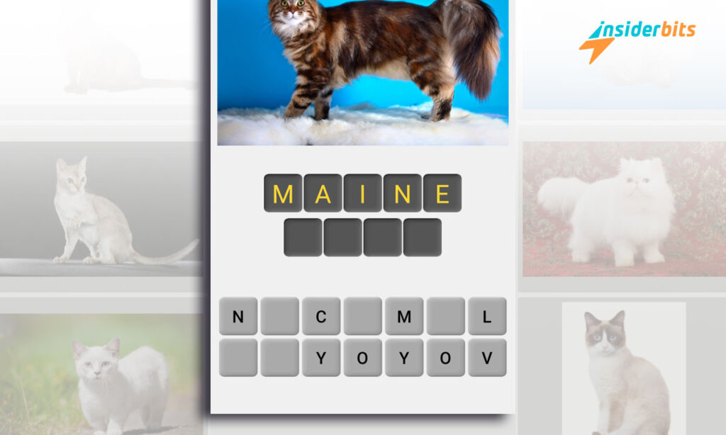 Cat Breeds Quiz - Learn and Have Fun | Insiderbits