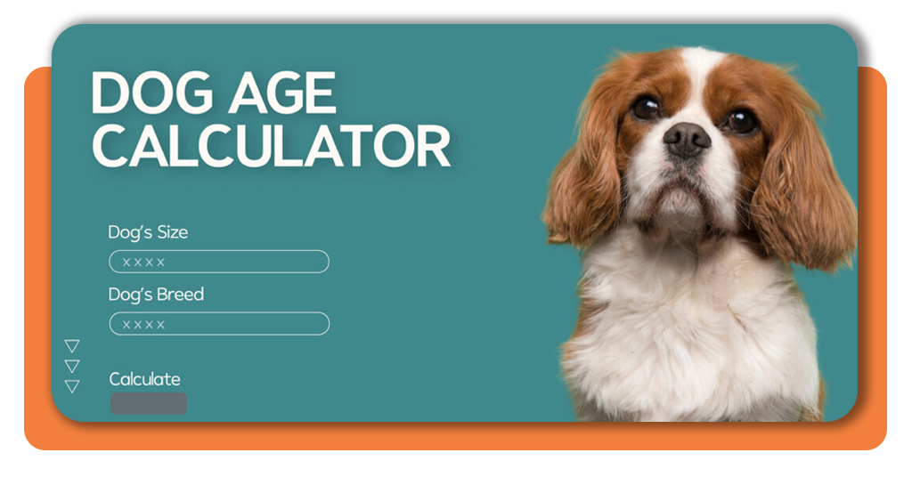 Pet Age Calculator