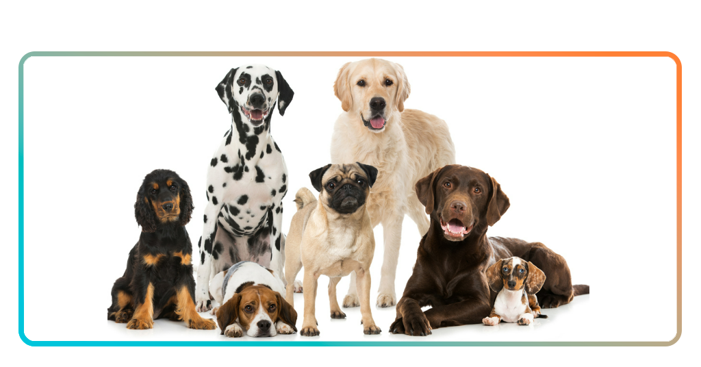 Dog breed identifier