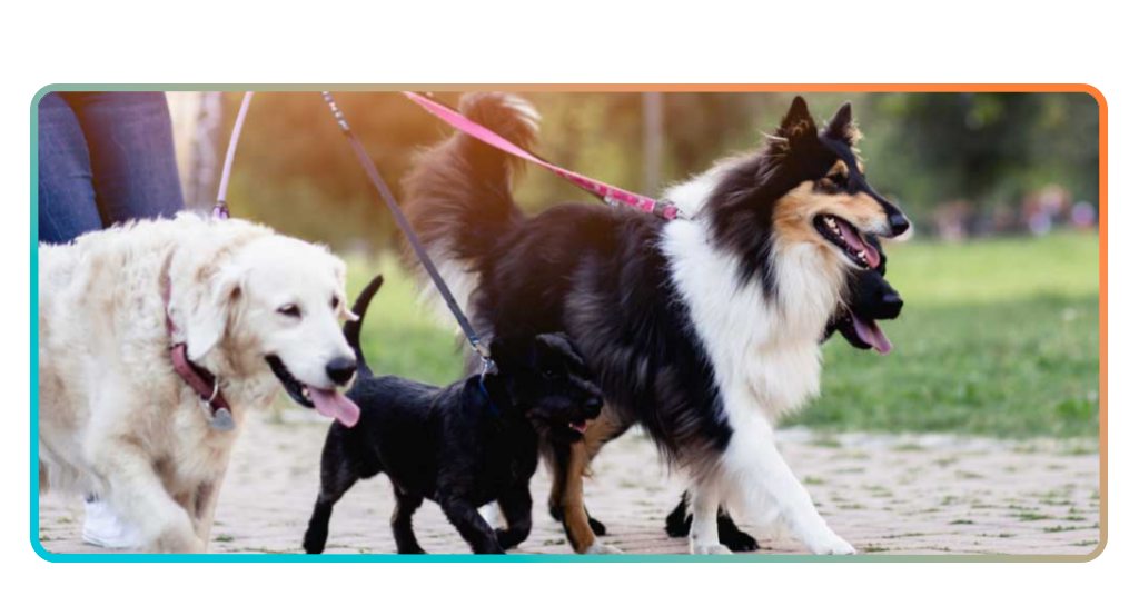 Become a professional pet sitter with this dog walker course 2 Dog walker course