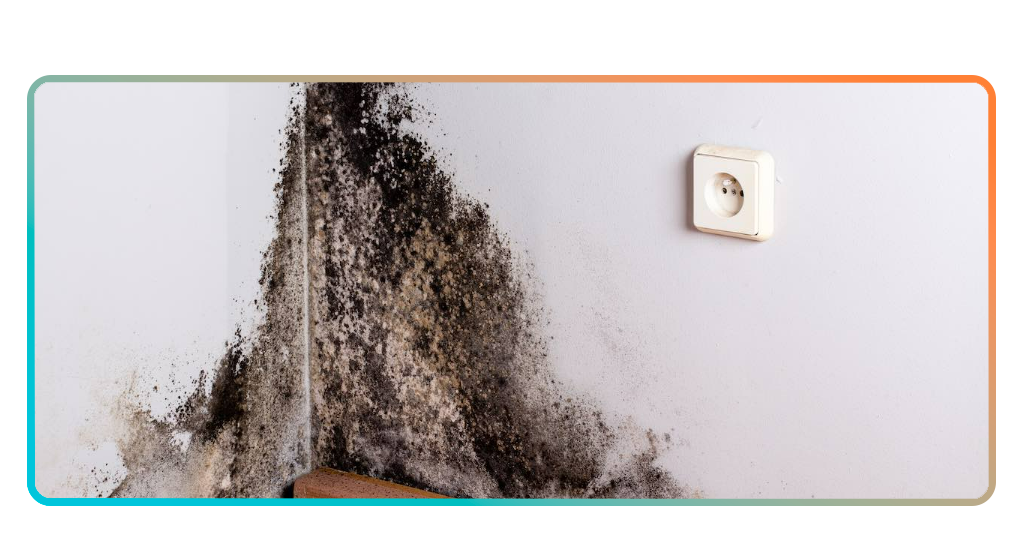 Black mold toxicity
