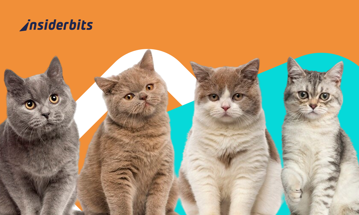 Cat breed identification app: identify your cat’s breed