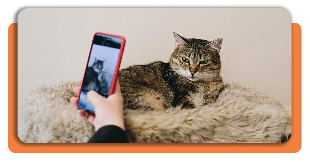 Cat breed identification app: identify your cat's breed 2 IMG 3771 01