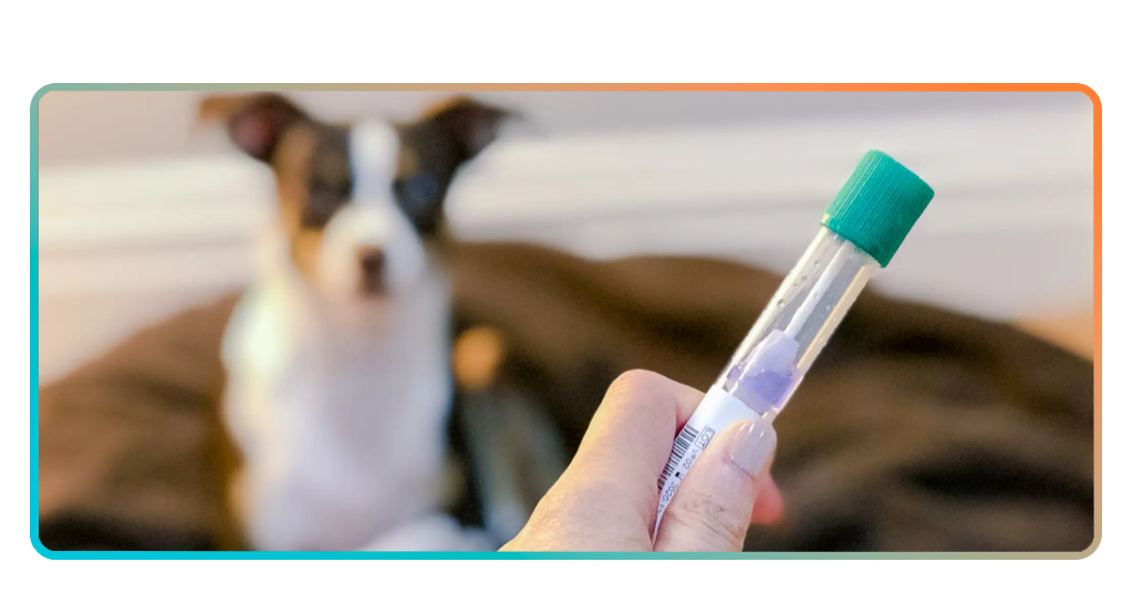 Simple at-home collection showing a cheek swab being used on a dog for a canine DNA test