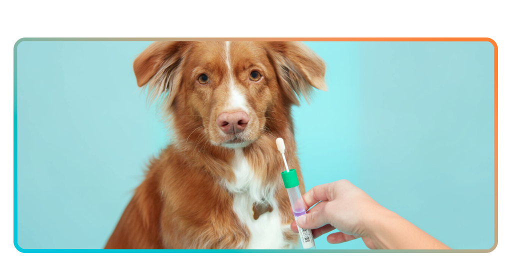 Embark canine DNA test kit box showing breed and health screening options